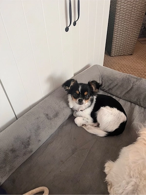 Chihuahua mix 6 monate sucht neues zuhause 