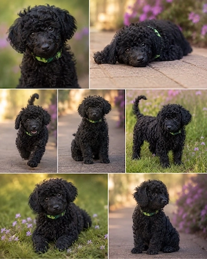 Doodle Welpen  Cockapoo  Bild 3