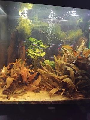 Gebe den Inhalt meines Aquariums ab