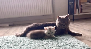Britisch Kurzhaar Kitten   2 Mädchen   liebevoll aufgezogen   ab sofort abgabebereit