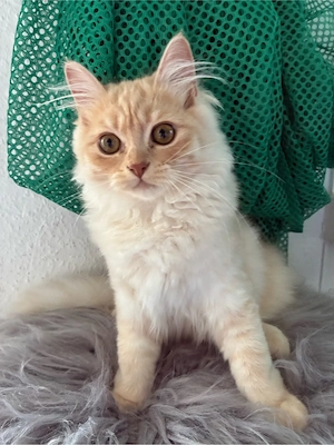 Perser Kitten( jungs) suchen sofort ein Zuhause