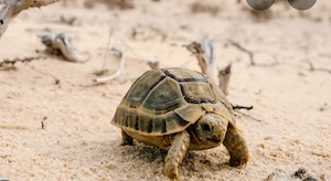 ägyptische landschildkröte 
