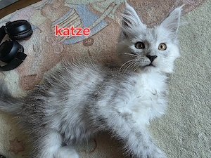 Maine coon kitten