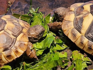 2 griechischer Landschildkröten Bild 2