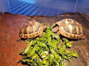 2 griechischer Landschildkröten