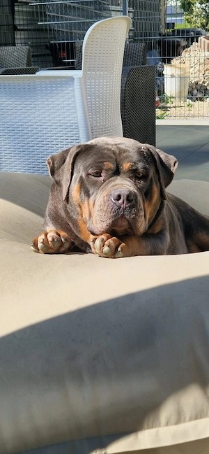 American bully weiblich 
