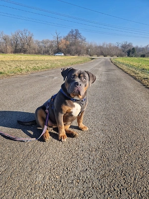 American bully Weibchen 