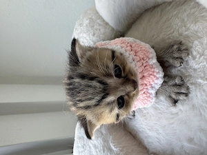 Süße BKH Kitten abzugeben 