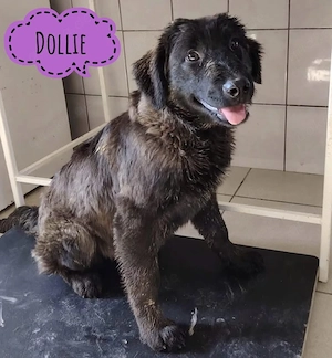 Dollie, wunderhübsche, sanfte und anhängliche Traumhündin, Retriever Mix