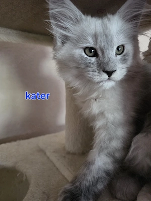 Maine coon kitten