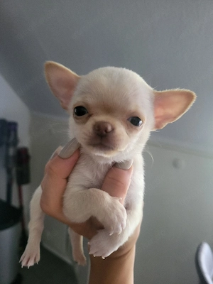 Reinrassige Chihuahua-Hündin sucht liebevolles Zuhause 