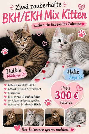    Süße Kitten suchen ein liebevolles Zuhause     