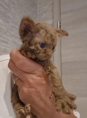 Hübsche Devon Rex Kitten können im Alter von 12 Wochen umziehen 