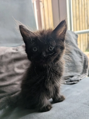  Süße Main-Coon-Mix Katzenbabys suchen ein liebevolles Zuhause 