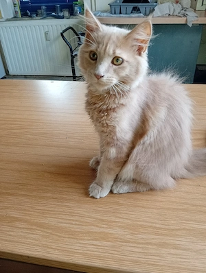 mainecoon kater 