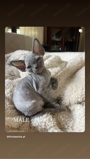 devon rex Kater Fife Stammbaum 