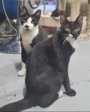 Bob & Biscuit Freundliches Katerpärchen sucht spannende Familie
