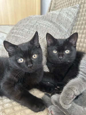 Liebevolle Kitten suchen ein neues Zuhause