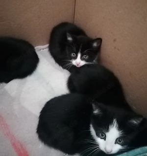 Kitten, Babykatzen 