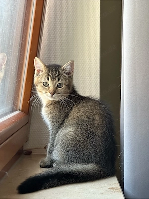 BKH-Kätzchen Sumi in Black Golden sucht liebevolles Zuhause