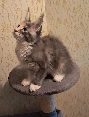 Wunderschönes Maine Coon Mädel auf Familiensuche 