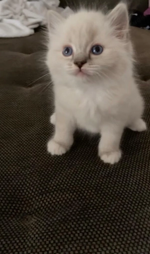 Ragdoll Kitten
