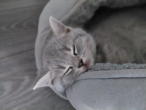 Zuckersüsse British Shorthair Kitten