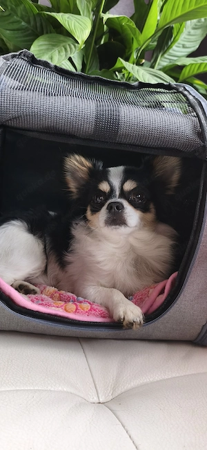 Chihuahua Langhaar tricolor 