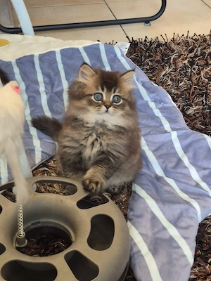 Perser Chinchilla-Babykätzchen T:0174 9810317 WhatsApp 