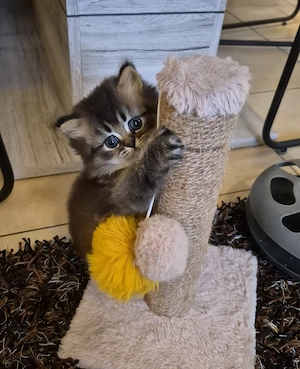 Perser Chinchilla-Babykätzchen T:0174 9810317 WhatsApp 