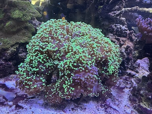 Euphyllia Paradivisa Koralle
