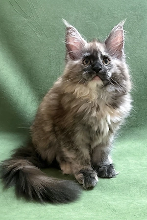 Ein süßes, 3 Monate altes Maine-Coon-Kätzchen sucht ein liebevolles Zuhause für immer.   