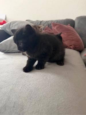 Britisch Kurzhaar Katze sucht ein liebevolles Zuhause   
