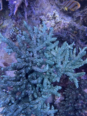 Acropora sp. Blau hellblau Koralle