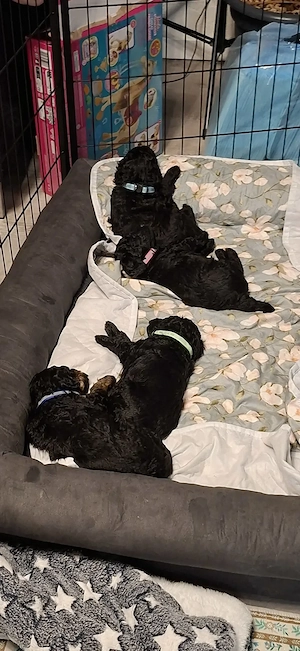 3 Kleinpudel Pudel Rüden Jungs