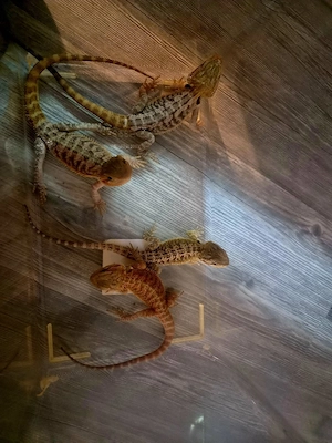 Farb-Bartagamen Jungtiere (pogona vitticeps) NZ 05 2026