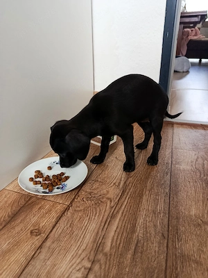 Chihuahua Welpe Hündin 