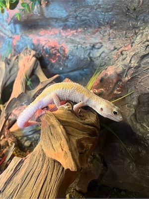   0,1. WY Bell Albino 