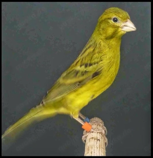 Suche Raza Espanola Hahn