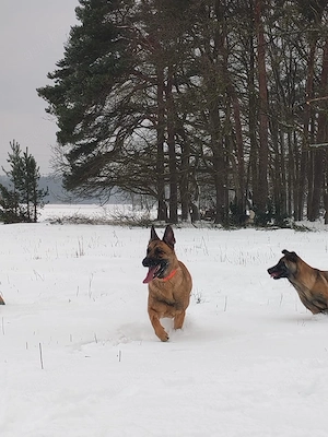 Schäferhund-Mix Hübdin