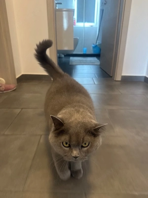 BKH-Katze 