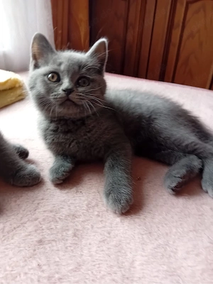 bkh kitten brittischkurzhaar kätzchen