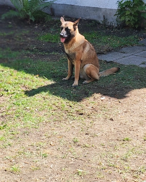 Schäferhund-Malinoi Mix