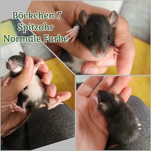 Traumhafte Ratten Babys es dürfen noch sehr verschmuste Baby Böckchen ausziehen 