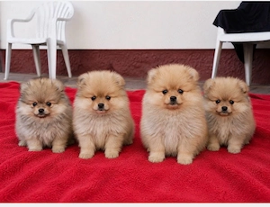    Wunderschöner Pomeranian (Zwergspitz) Welpe sucht ein liebevolles Zuhause