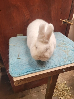 kleine Wiener weiß Blauauge 