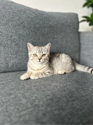 BKH Kitten 