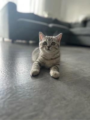 BKH Kitten 