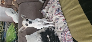 Chihuahua rüde sucht Zuhause