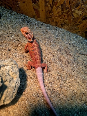 Farb-Bartagamen Jungtiere ( pogona vitticeps) NZ 05 2026  Red Hypo blue Tiger